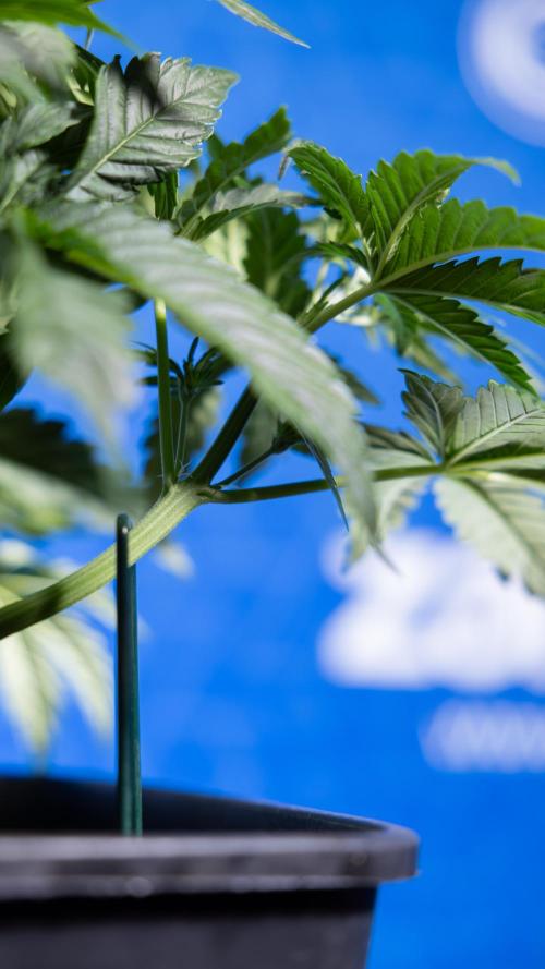 Monster Dwarf I Auto - Zamnesia x B&B. Week 3 - Monster Dwarf 1 - No Techniques - Week 3/4