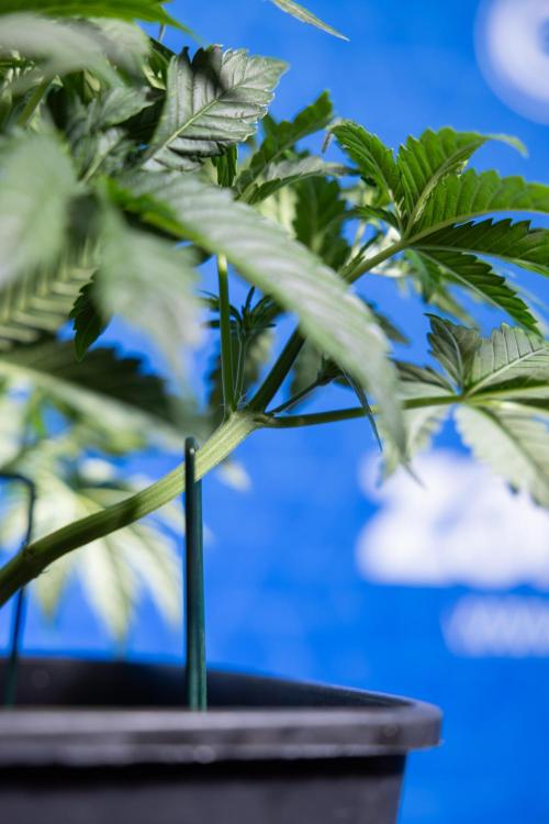 Monster Dwarf I Auto - Zamnesia x B&B. Week 3 - Monster Dwarf 1 - No Techniques - Week 3/4