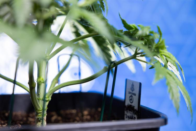 Monster Dwarf I Auto - Zamnesia x B&B. Week 3 - Monster Dwarf 1 - No Techniques - Week 3/4