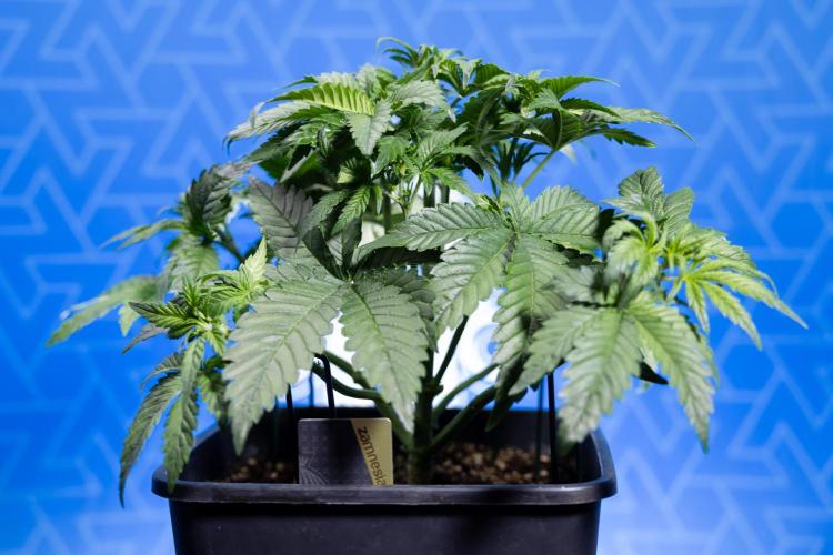 Monster Dwarf I Auto - Zamnesia x B&B. Week 3 - Monster Dwarf 1 - No Techniques - Week 3/4