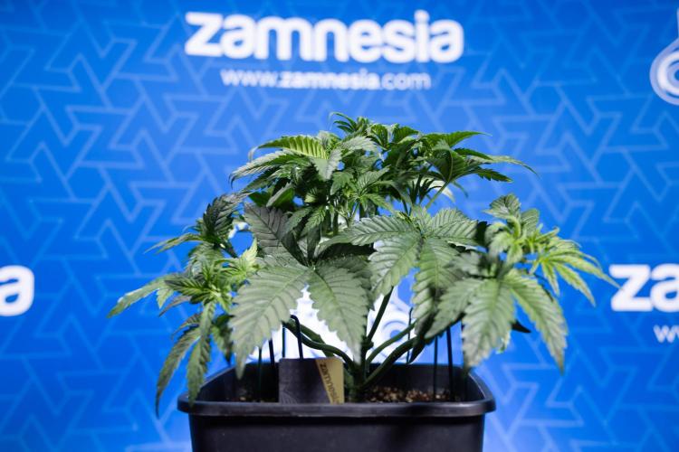 Monster Dwarf I Auto - Zamnesia x B&B. Week 3 - Monster Dwarf 1 - No Techniques - Week 3/4