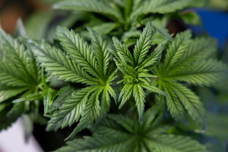 Monster Dwarf I Auto - Zamnesia x B&B. Week 3 - Monster Dwarf 1 - No Techniques - Week 3/4