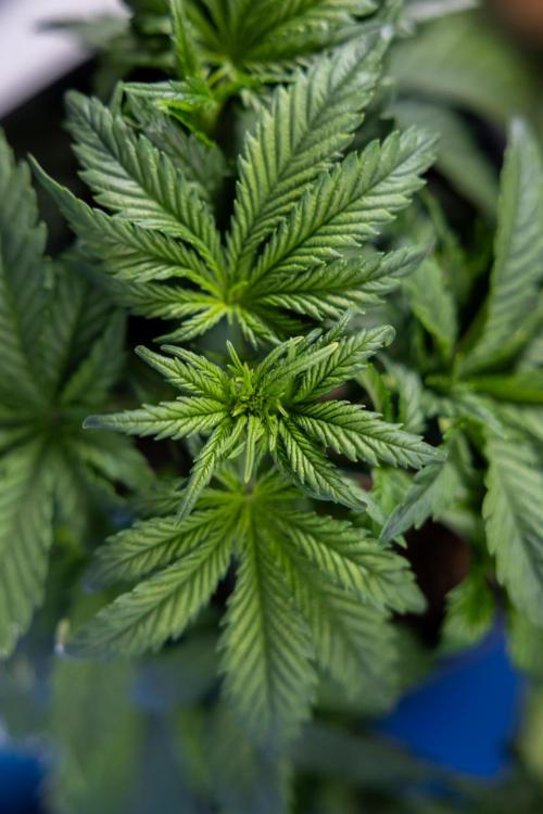 Monster Dwarf I Auto - Zamnesia x B&B. Week 3 - Monster Dwarf 1 - No Techniques - Week 3/4