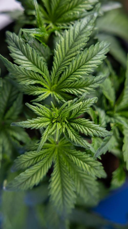 Monster Dwarf I Auto - Zamnesia x B&B. Week 3 - Monster Dwarf 1 - No Techniques - Week 3/4