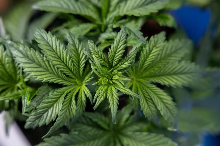 Monster Dwarf I Auto - Zamnesia x B&B. Week 3 - Monster Dwarf 1 - No Techniques - Week 3/4