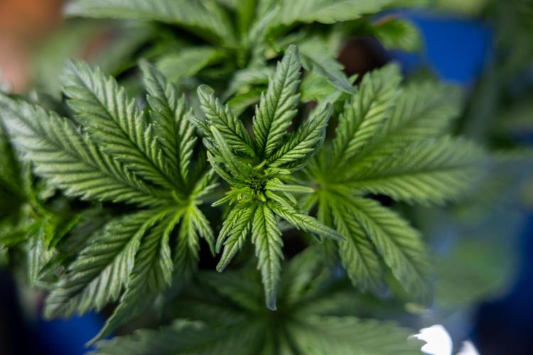 Monster Dwarf I Auto - Zamnesia x B&B. Week 3 - Monster Dwarf 1 - No Techniques - Week 3/4