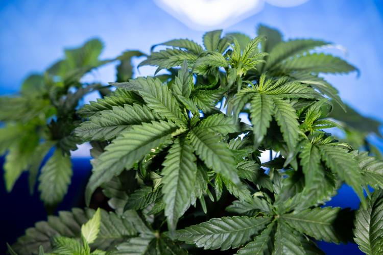 Monster Dwarf I Auto - Zamnesia x B&B. Week 3 - Monster Dwarf 1 - No Techniques - Week 3/4