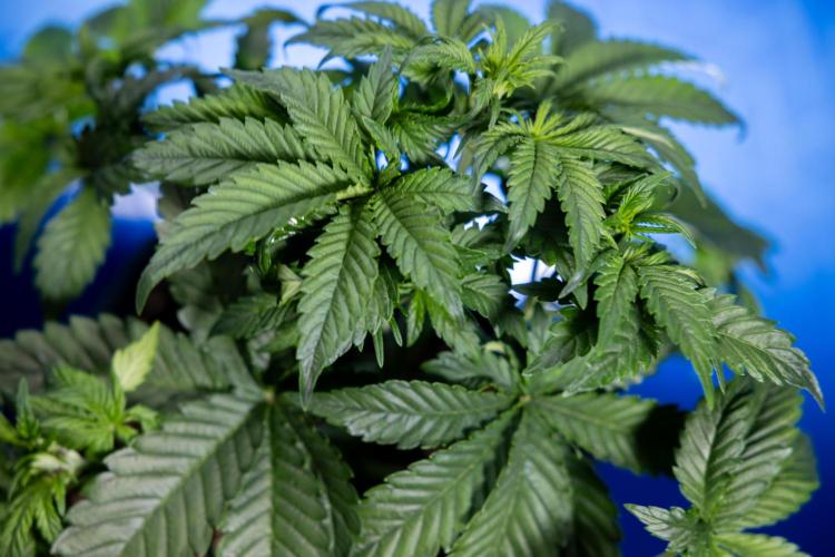 Monster Dwarf I Auto - Zamnesia x B&B. Week 3 - Monster Dwarf 1 - No Techniques - Week 3/4