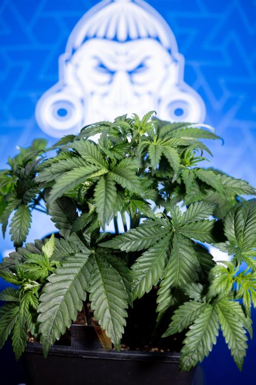 Monster Dwarf I Auto - Zamnesia x B&B. Week 3 - Monster Dwarf 1 - No Techniques - Week 3/4