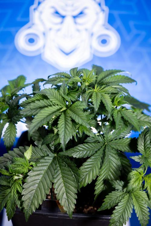 Monster Dwarf I Auto - Zamnesia x B&B. Week 3 - Monster Dwarf 1 - No Techniques - Week 3/4