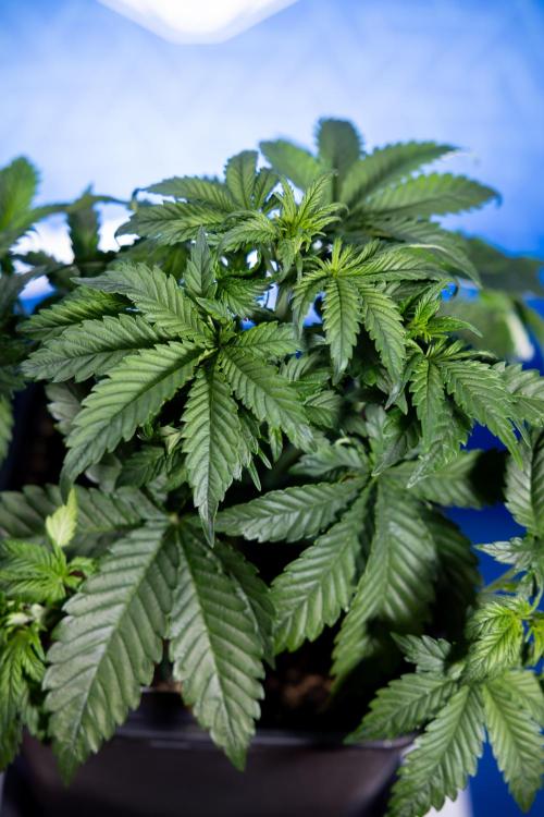 Monster Dwarf I Auto - Zamnesia x B&B. Week 3 - Monster Dwarf 1 - No Techniques - Week 3/4