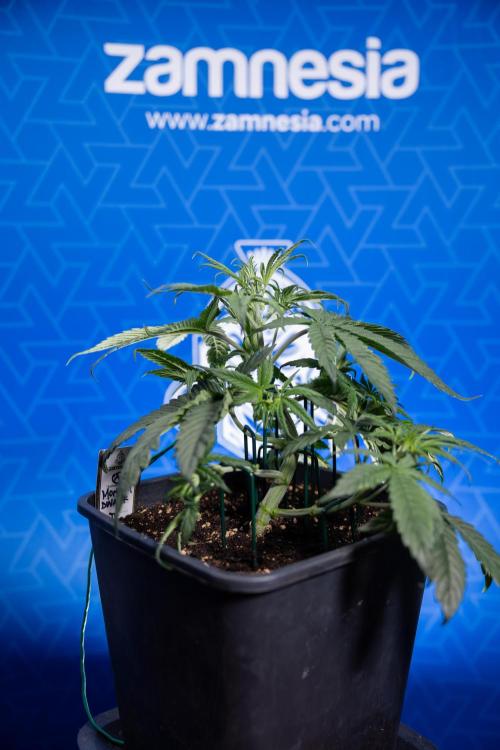 Monster Dwarf II Auto - Zamnesia x B&B. Week 3 - Monster Dwarf - Week 3/4 - LST