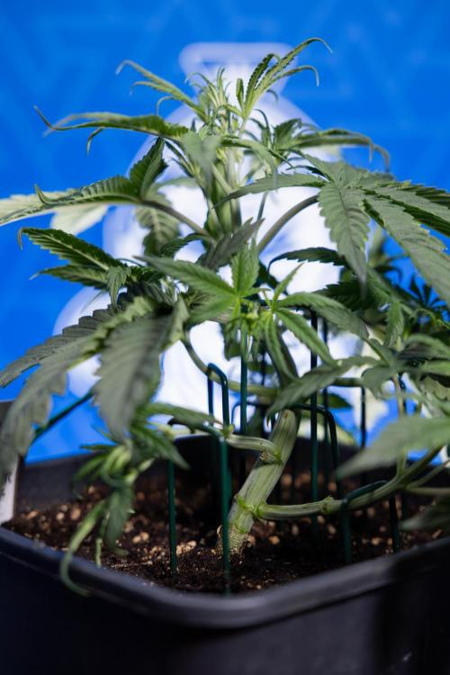 Monster Dwarf II Auto - Zamnesia x B&B. Week 3 - Monster Dwarf - Week 3/4 - LST