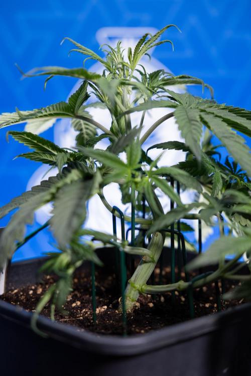 Monster Dwarf II Auto - Zamnesia x B&B. Week 3 - Monster Dwarf - Week 3/4 - LST