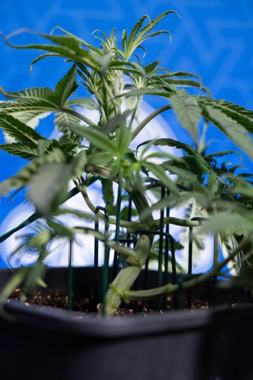 Monster Dwarf II Auto - Zamnesia x B&B. Week 3 - Monster Dwarf - Week 3/4 - LST