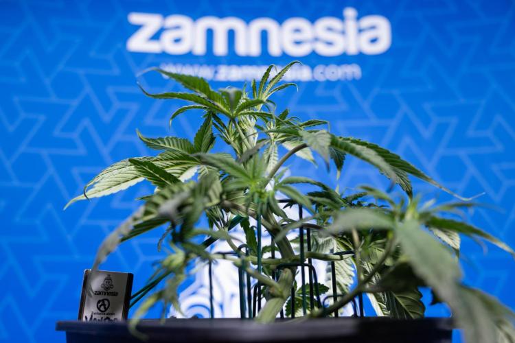 Monster Dwarf II Auto - Zamnesia x B&B. Week 3 - Monster Dwarf - Week 3/4 - LST