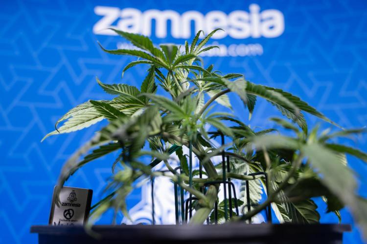 Monster Dwarf II Auto - Zamnesia x B&B. Week 3 - Monster Dwarf - Week 3/4 - LST