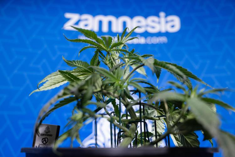 Monster Dwarf II Auto - Zamnesia x B&B. Week 3 - Monster Dwarf - Week 3/4 - LST