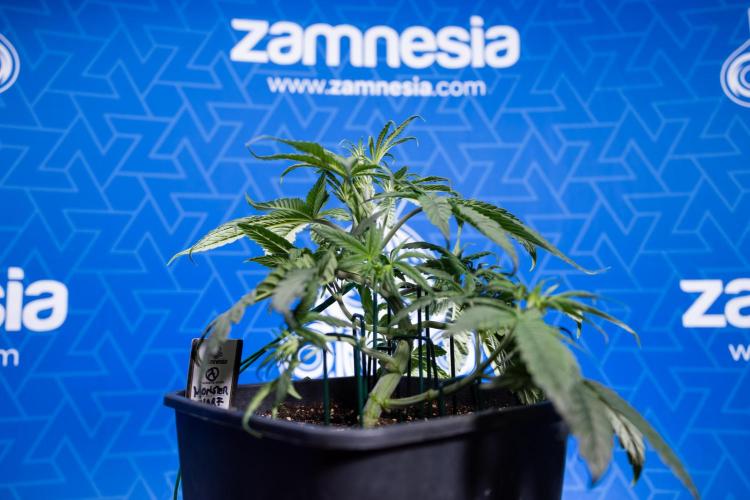 Monster Dwarf II Auto - Zamnesia x B&B. Week 3 - Monster Dwarf - Week 3/4 - LST