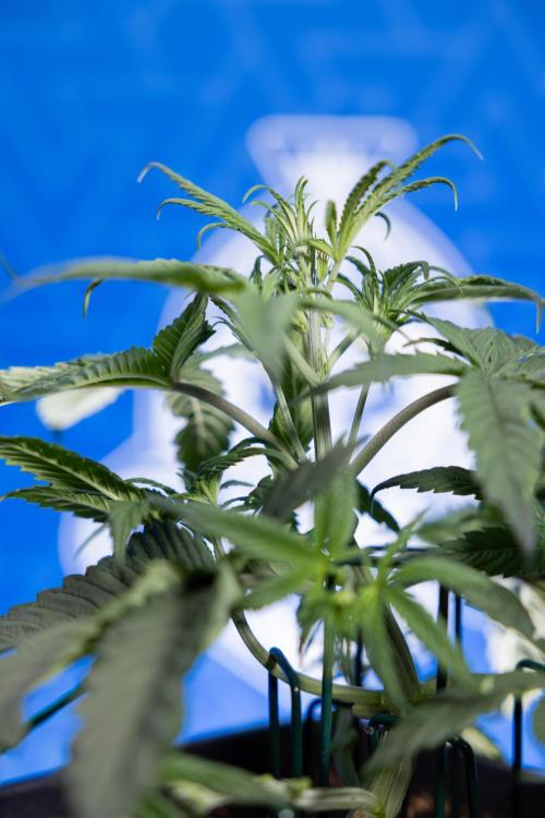 Monster Dwarf II Auto - Zamnesia x B&B. Week 3 - Monster Dwarf - Week 3/4 - LST