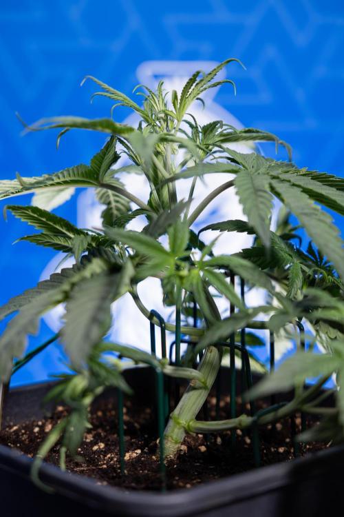 Monster Dwarf II Auto - Zamnesia x B&B. Week 3 - Monster Dwarf - Week 3/4 - LST