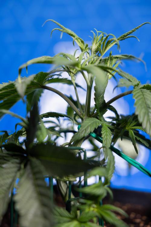 Monster Dwarf II Auto - Zamnesia x B&B. Week 3 - Monster Dwarf - Week 3/4 - LST