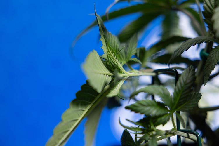 Monster Dwarf II Auto - Zamnesia x B&B. Week 3 - Monster Dwarf - Week 3/4 - LST