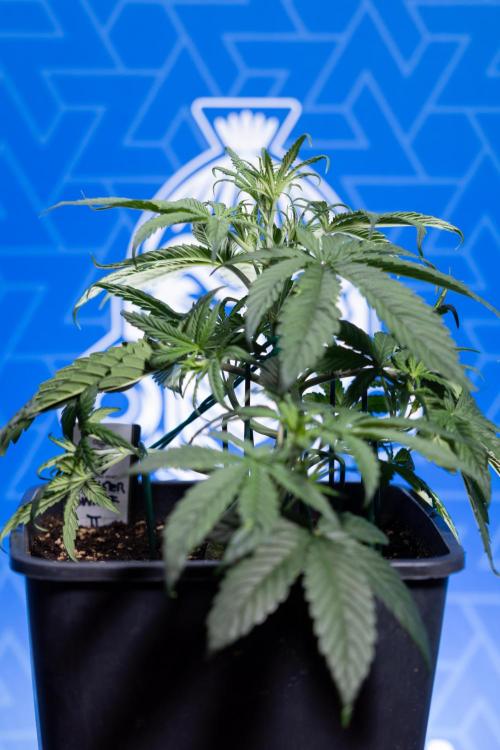 Monster Dwarf II Auto - Zamnesia x B&B. Week 3 - Monster Dwarf - Week 3/4 - LST