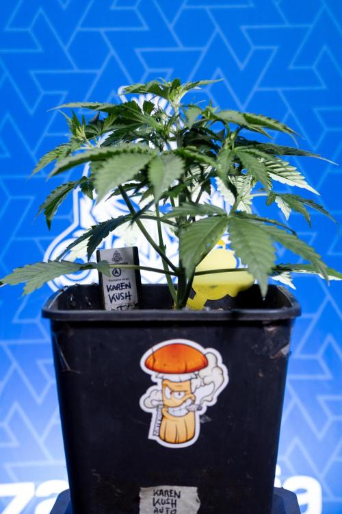 Karen Kush Auto I - Zamnesia x B&B. Week 2 - Karen Kush Automatic - Fimming - Week 2/3