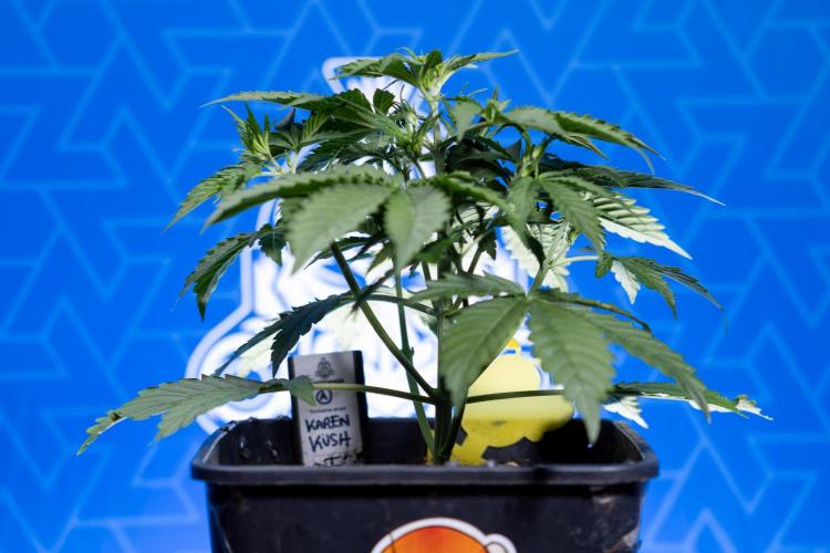 Karen Kush Auto I - Zamnesia x B&B. Week 2 - Karen Kush Automatic - Fimming - Week 2/3