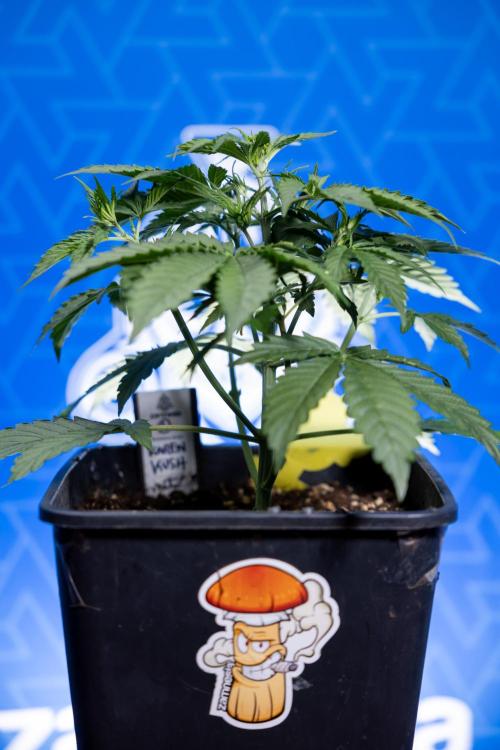 Karen Kush Auto I - Zamnesia x B&B. Week 2 - Karen Kush Automatic - Fimming - Week 2/3