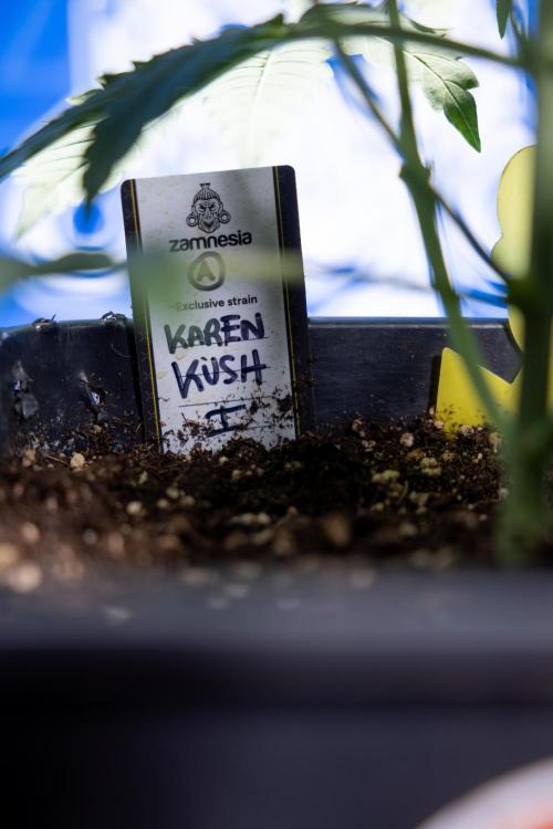 Karen Kush Auto I - Zamnesia x B&B. Week 2 - Karen Kush Automatic - Fimming - Week 2/3