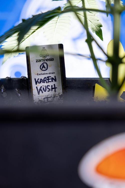 Karen Kush Auto I - Zamnesia x B&B. Week 2 - Karen Kush Automatic - Fimming - Week 2/3