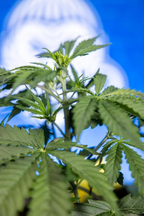 Karen Kush Auto I - Zamnesia x B&B. Week 2 - Karen Kush Automatic - Fimming - Week 2/3