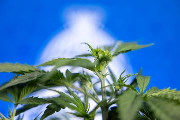 Karen Kush Auto I - Zamnesia x B&B. Week 2 - Karen Kush Automatic - Fimming - Week 2/3