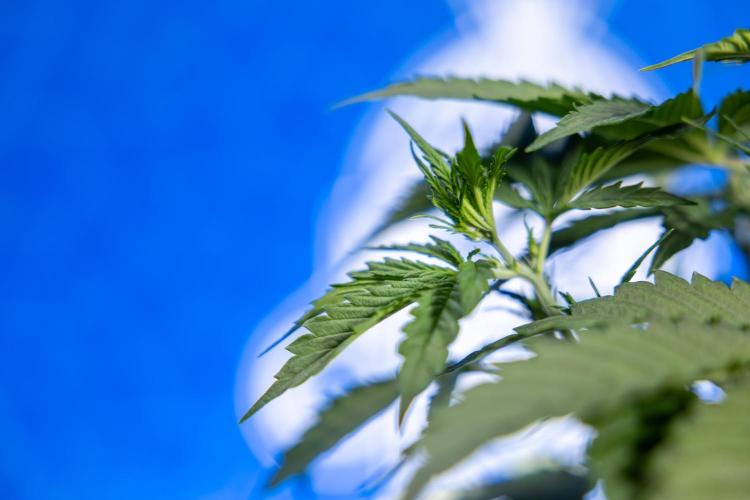 Karen Kush Auto I - Zamnesia x B&B. Week 2 - Karen Kush Automatic - Fimming - Week 2/3