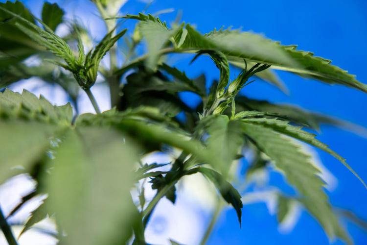 Karen Kush Auto I - Zamnesia x B&B. Week 2 - Karen Kush Automatic - Fimming - Week 2/3