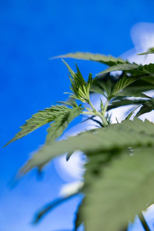 Karen Kush Auto I - Zamnesia x B&B. Week 2 - Karen Kush Automatic - Fimming - Week 2/3