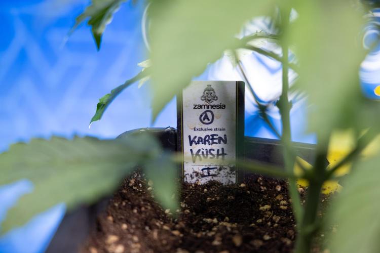 Karen Kush Auto I - Zamnesia x B&B. Week 2 - Karen Kush Automatic - Fimming - Week 2/3