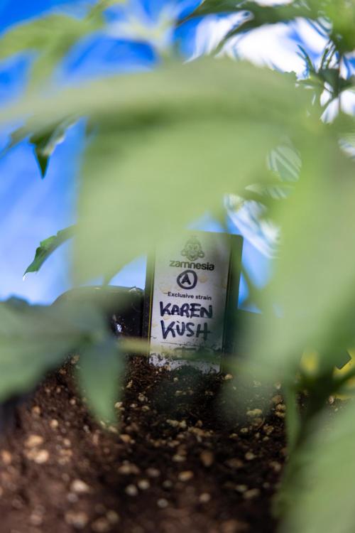 Karen Kush Auto I - Zamnesia x B&B. Week 2 - Karen Kush Automatic - Fimming - Week 2/3