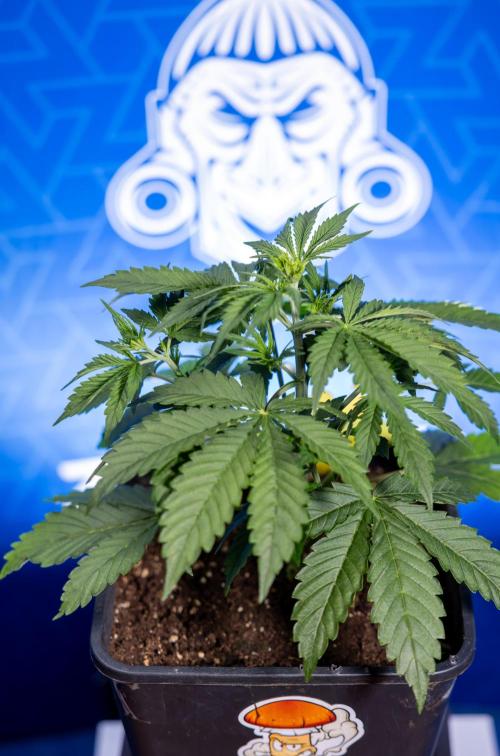 Karen Kush Auto I - Zamnesia x B&B. Week 2 - Karen Kush Automatic - Fimming - Week 2/3