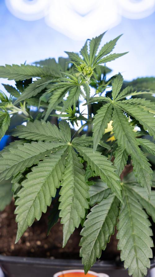 Karen Kush Auto I - Zamnesia x B&B. Week 2 - Karen Kush Automatic - Fimming - Week 2/3