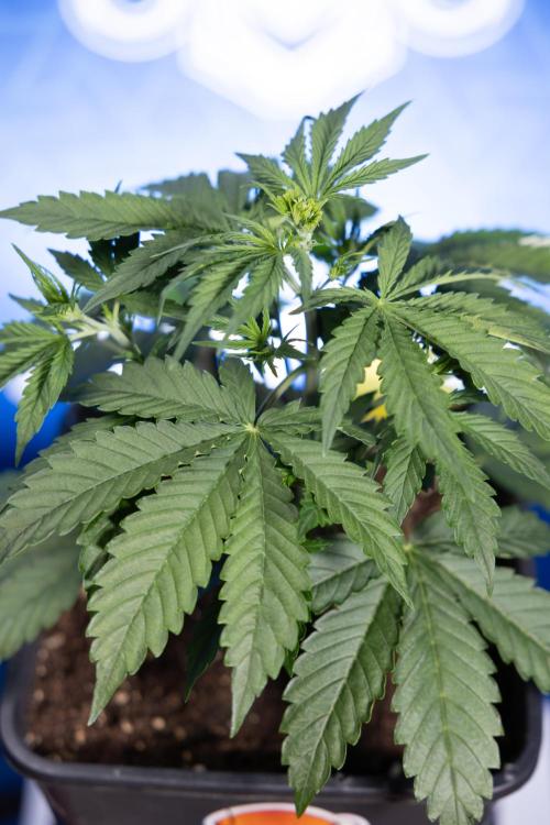 Karen Kush Auto I - Zamnesia x B&B. Week 2 - Karen Kush Automatic - Fimming - Week 2/3