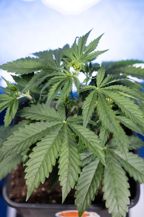 Karen Kush Auto I - Zamnesia x B&B. Week 2 - Karen Kush Automatic - Fimming - Week 2/3