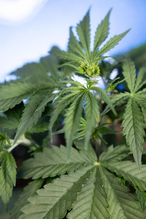 Karen Kush Auto I - Zamnesia x B&B. Week 2 - Karen Kush Automatic - Fimming - Week 2/3