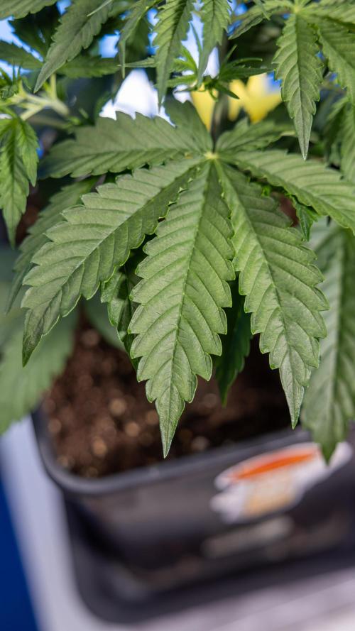 Karen Kush Auto I - Zamnesia x B&B. Week 2 - Karen Kush Automatic - Fimming - Week 2/3