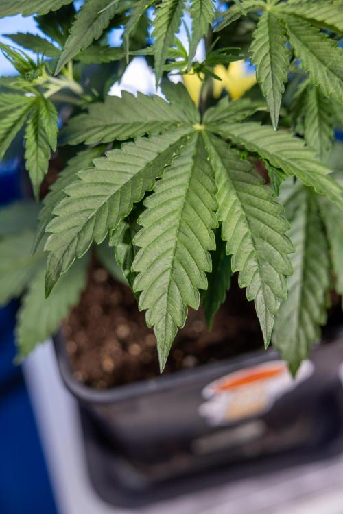 Karen Kush Auto I - Zamnesia x B&B. Week 2 - Karen Kush Automatic - Fimming - Week 2/3