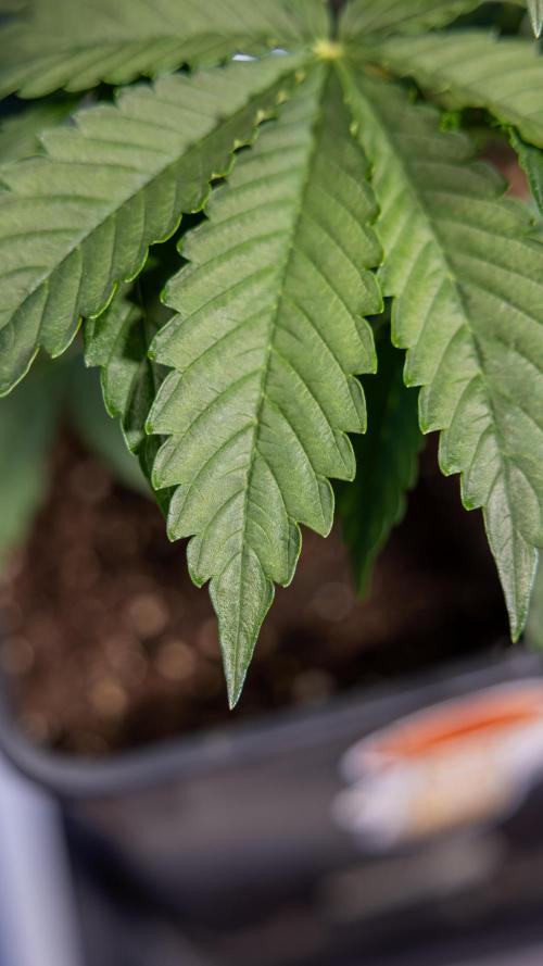 Karen Kush Auto I - Zamnesia x B&B. Week 2 - Karen Kush Automatic - Fimming - Week 2/3