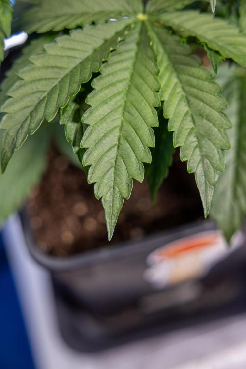 Karen Kush Auto I - Zamnesia x B&B. Week 2 - Karen Kush Automatic - Fimming - Week 2/3