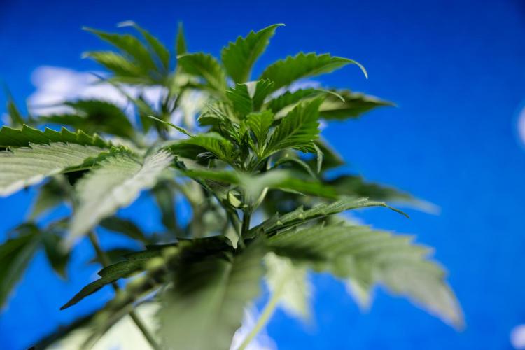 Karen Kush Auto I - Zamnesia x B&B. Week 2 - Karen Kush Automatic - Fimming - Week 2/3